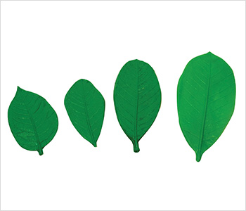 marcador de masa forma de hojas con nervadura